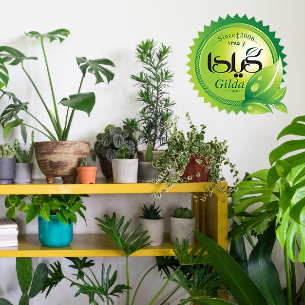 کود مایع هیومیک اسید هیومابن گیلدا مدل GHA حجم 120 میلی لیتر