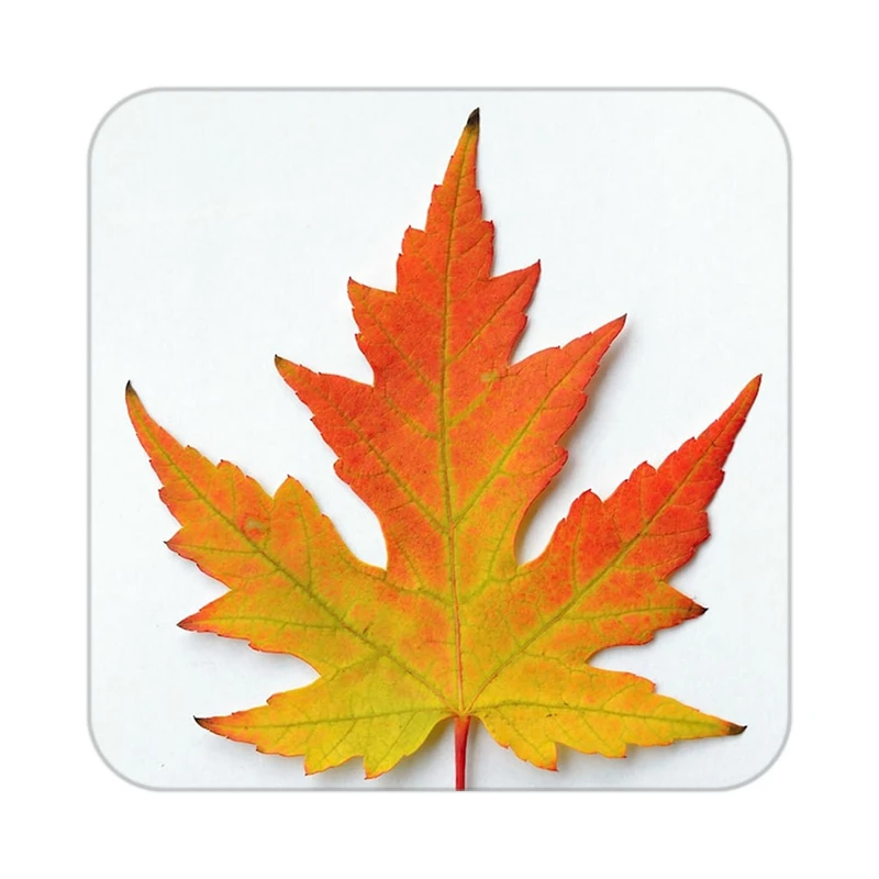 زیر لیوانی کاکتی طرح گل مدل mp17828