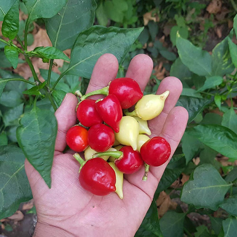 بذر فلفل قطره ای قلبی قرمز چری تند گلس گاردن مدل GL10