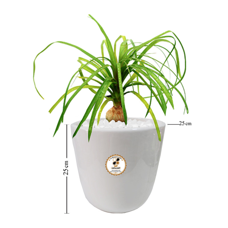 گیاه طبیعی لیندا شرکت گلباران سبز گیلان مدل GN13-31L