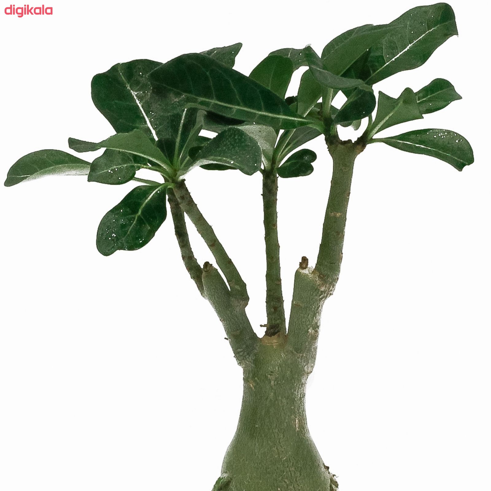 گیاه طبیعی آدنیوم عربیکوم کد A_001 main 1 1