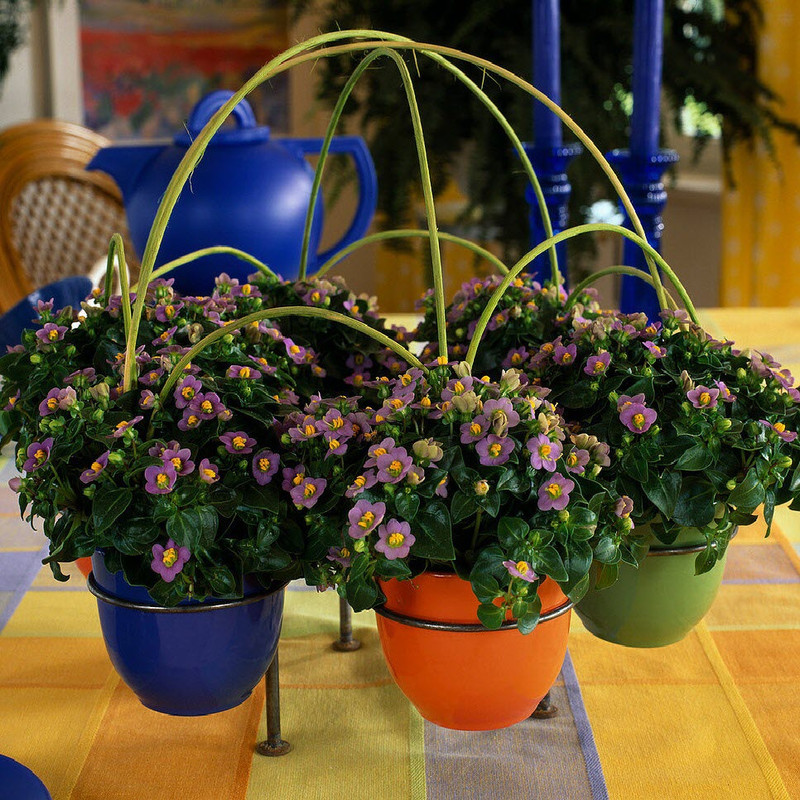 کود تقویتی مخصوص گل اکساکوم ظرافت مدل KO25855 وزن 250 گرم