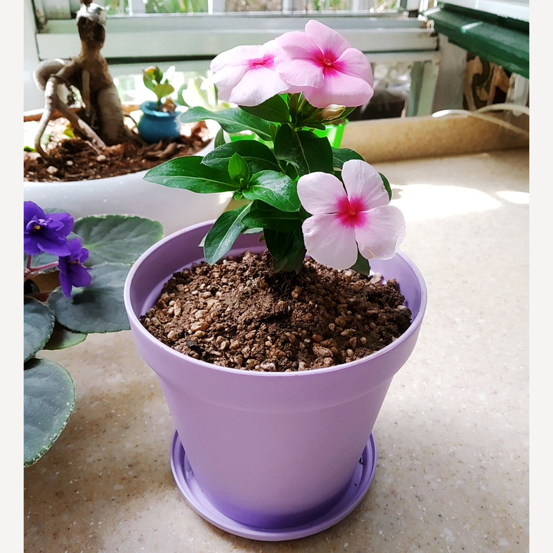 گیاه طبیعی پریوش مدل D-12