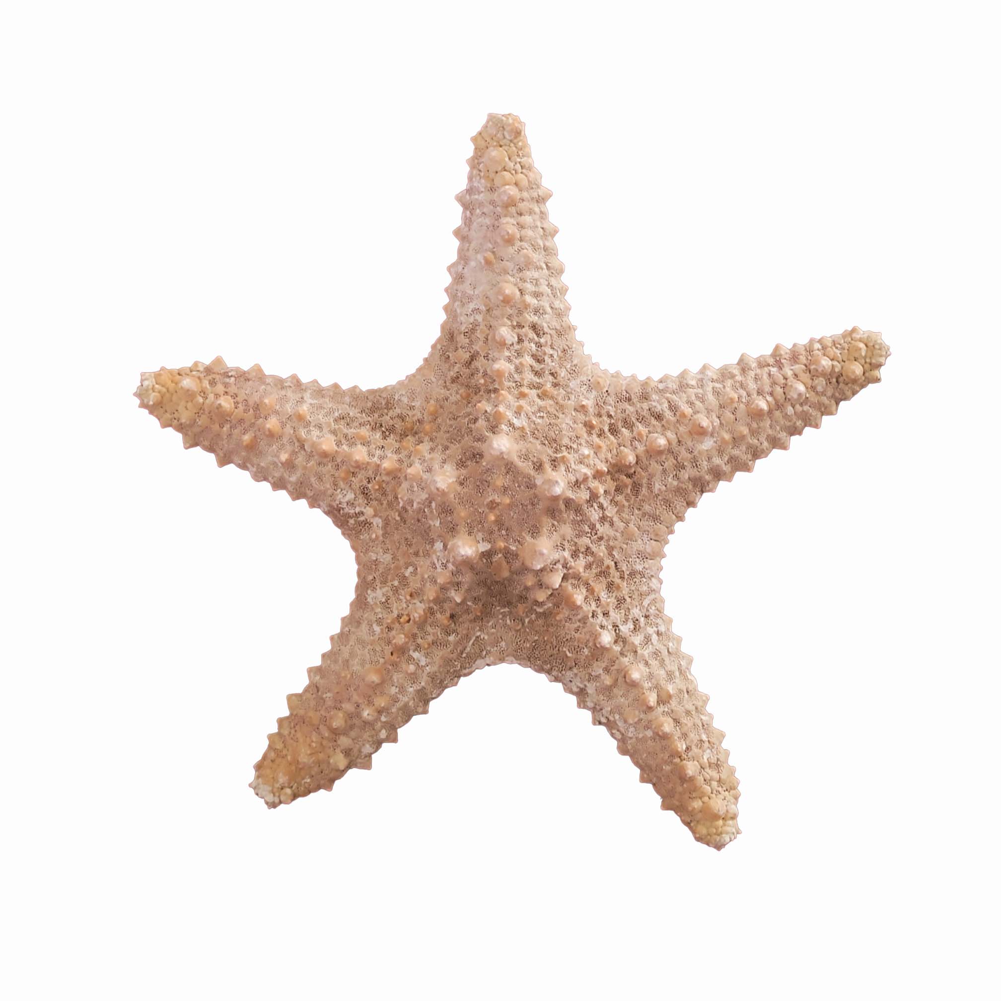 ستاره دریایی تزیینی مدل v1