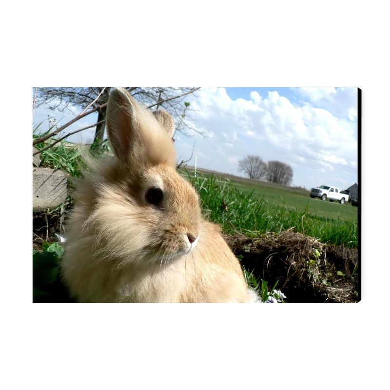 تابلو شاسی عرش مدل فانتزی خرگوش کد As3087