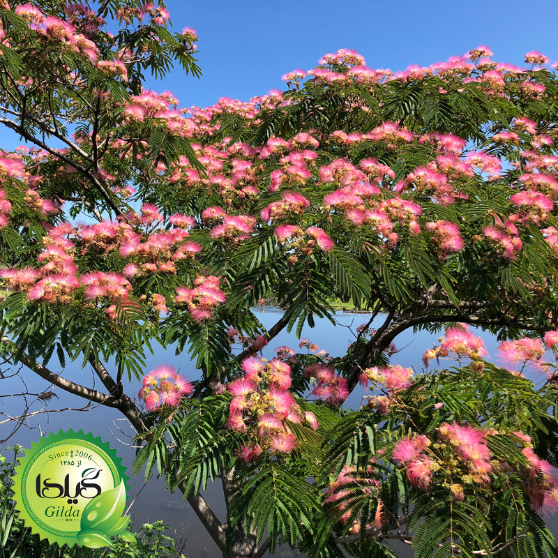 بذر درخت ابریشم ایرانی گیلدا کد 966