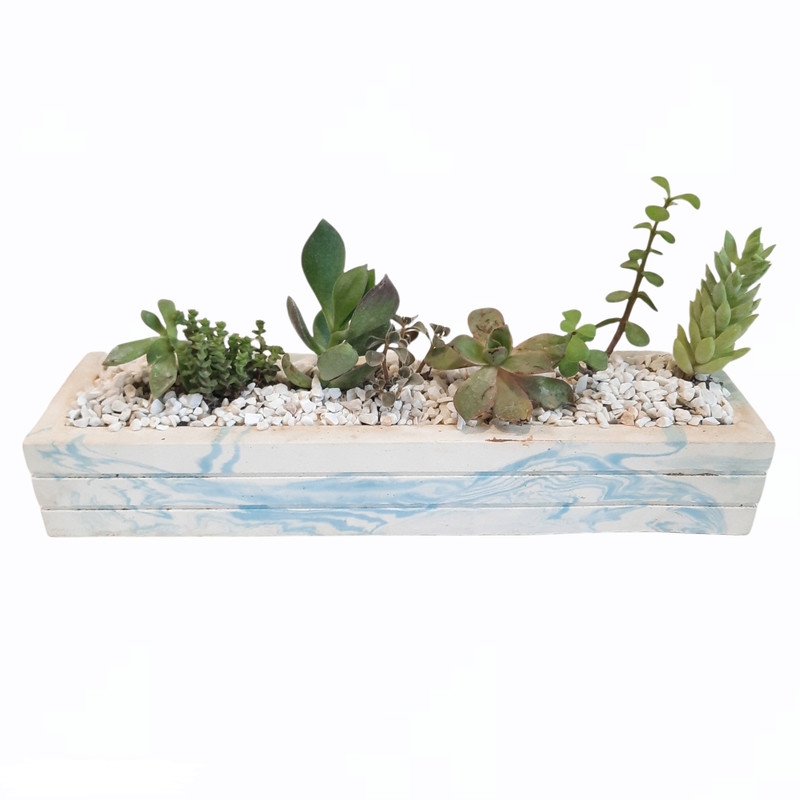 گیاه طبیعی ساکولنت مدل دیش گاردن کد 22