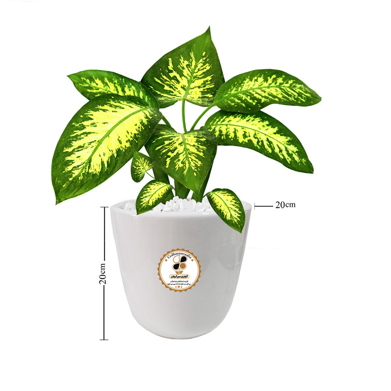 گیاه طبیعی دیفن باخیا شرکت گلباران سبز گیلان مدل GN13-15M