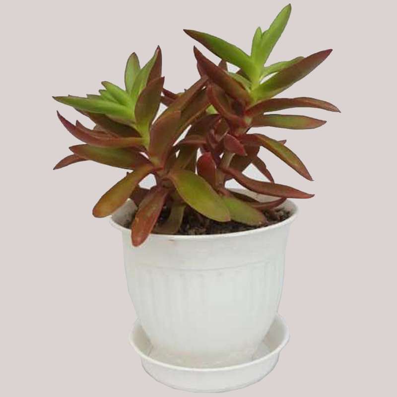 گیاه طبیعی ساکولنت کراسولا آتشین کد k01 گیاه طبیعی ساکولنت کراسولا آتشین کد k01