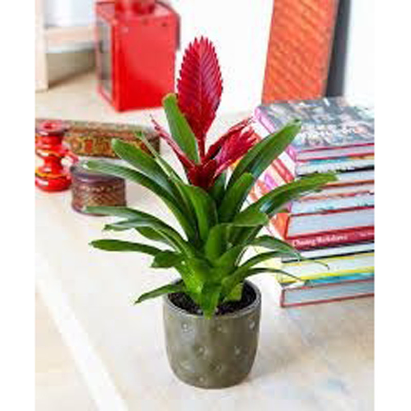 گیاه طبیعی ورزیا مدل F-29