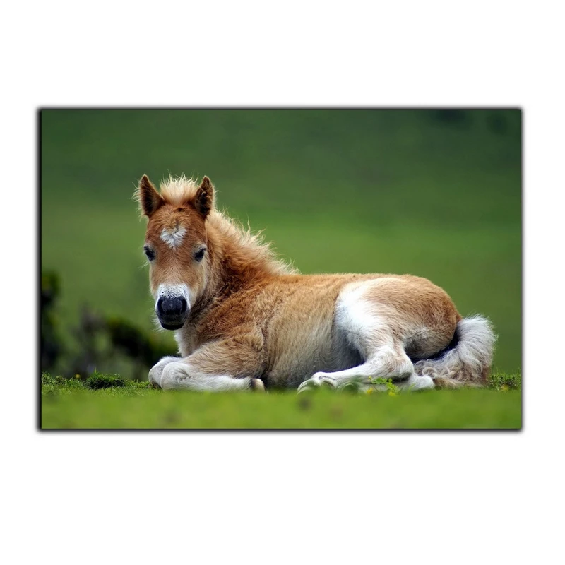 تابلو شاسی بکلیت طرح کره اسب مدل SH-7511