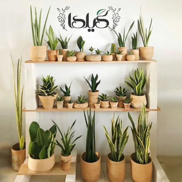 عکس شماره 7 : کود مایع کامل سانسوریا گیلدا مدل npk حجم 120 میلی لیتر