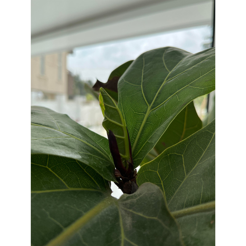 کود فیکوس مدل NPK وزن 100 گرم