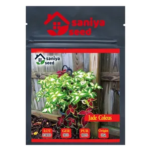 بذر گل حسن یوسف جید سانیا سید مدل Jade