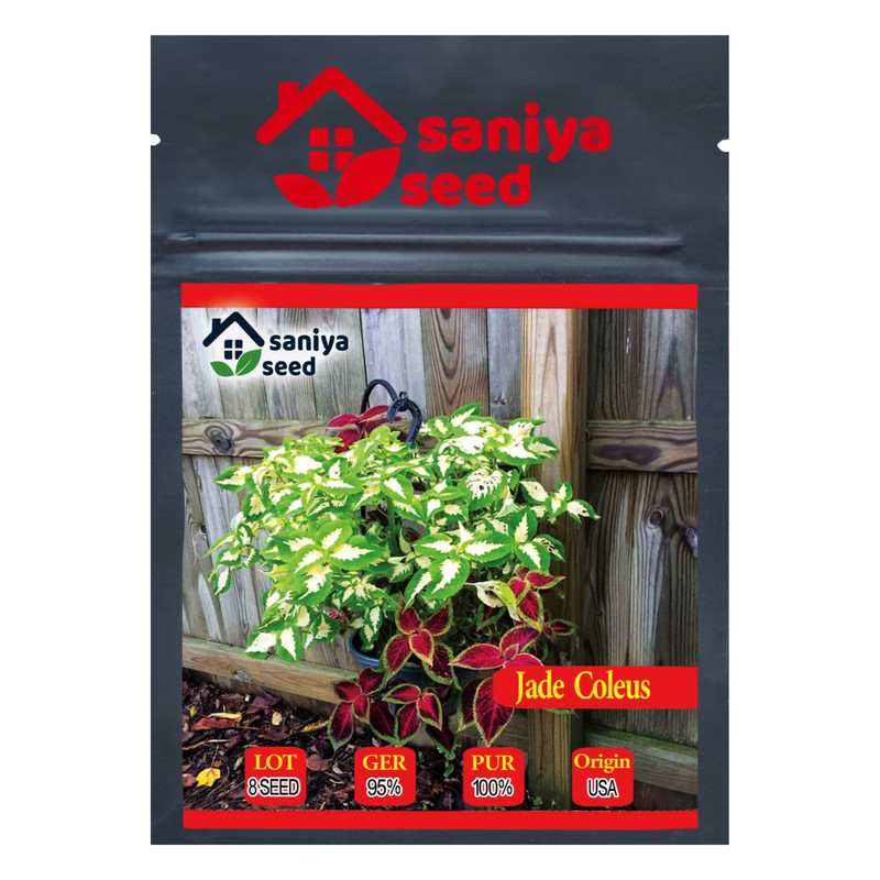 بذر گل حسن یوسف جید سانیا سید مدل Jade