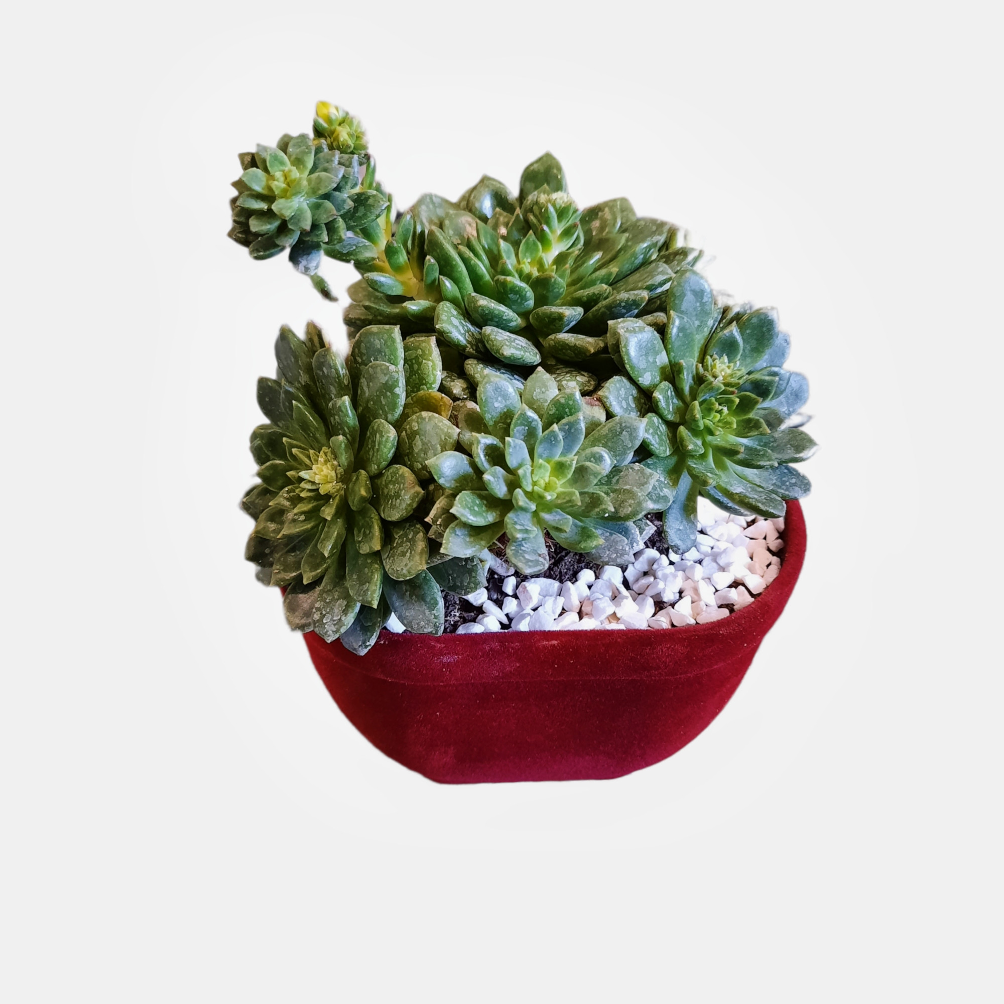 گیاه طبیعی اچوریا سبز مینیاتوری مدل 01