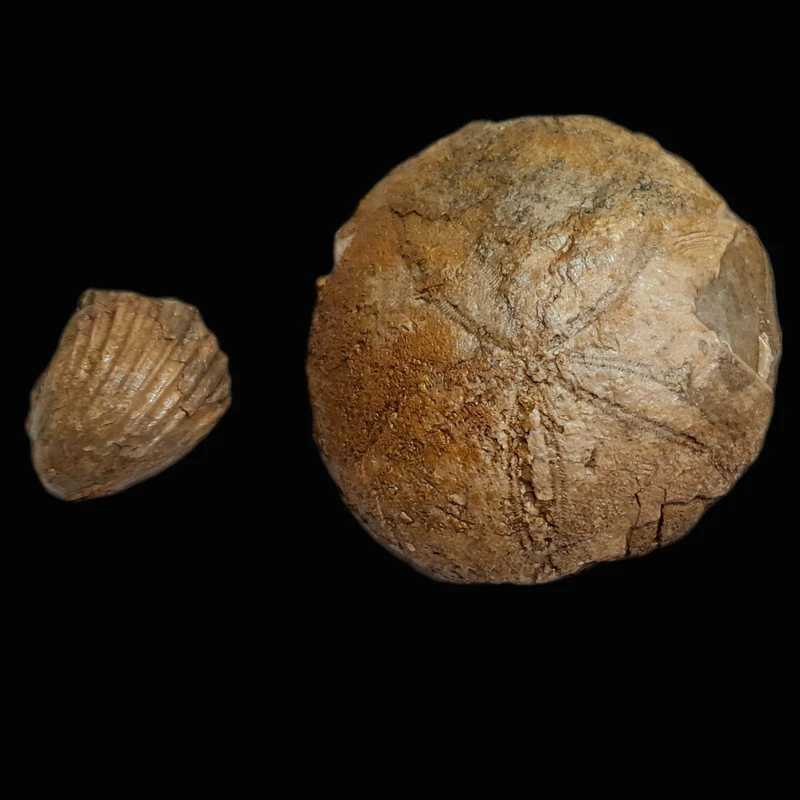 عکس شماره 6 : سنگ راف مدل فسیل صدف و ستاره دریایی کد 476 بسته 2 عددی