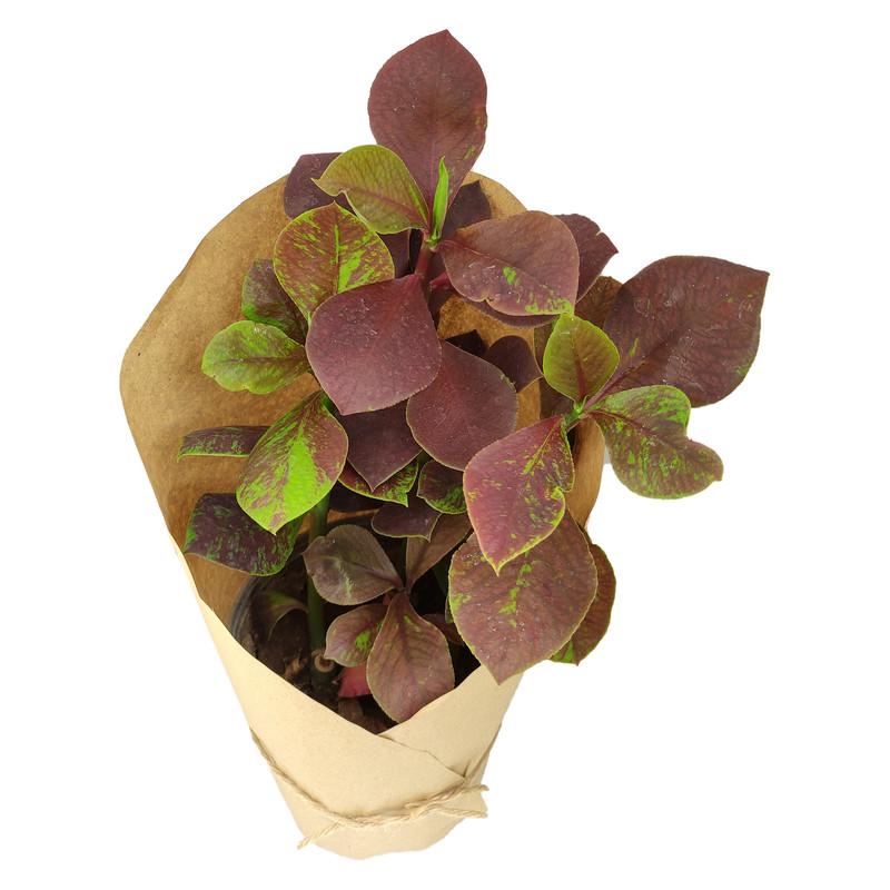 گیاه طبیعی فردوس قرمز کد yt22