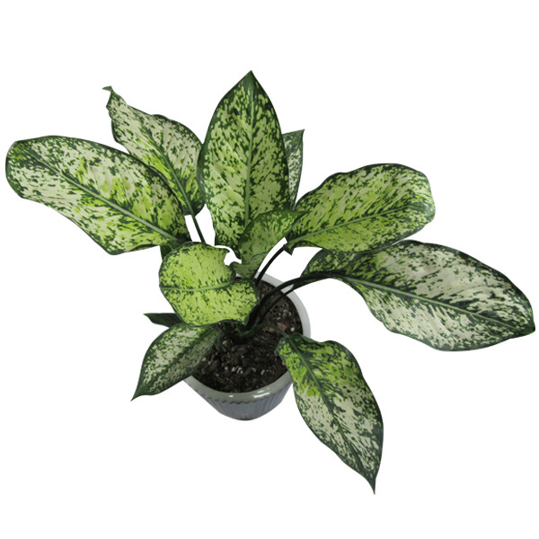 گیاه طبیعی آگلونما کد AB - M01 گیاه طبیعی آگلونما کد AB - M01