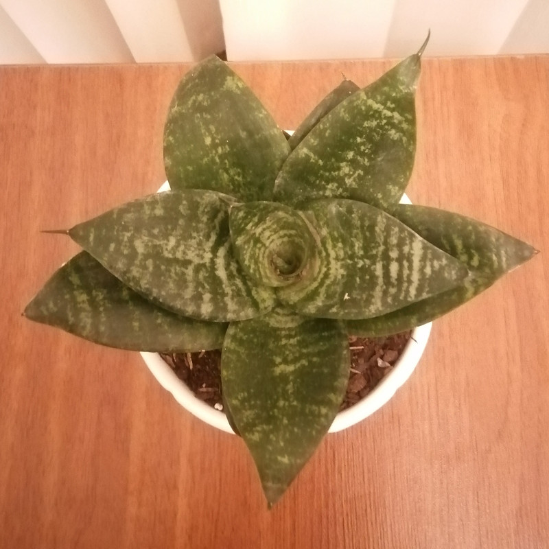 گیاه طبیعی سانسوریا پاکوتاه کد pg_04