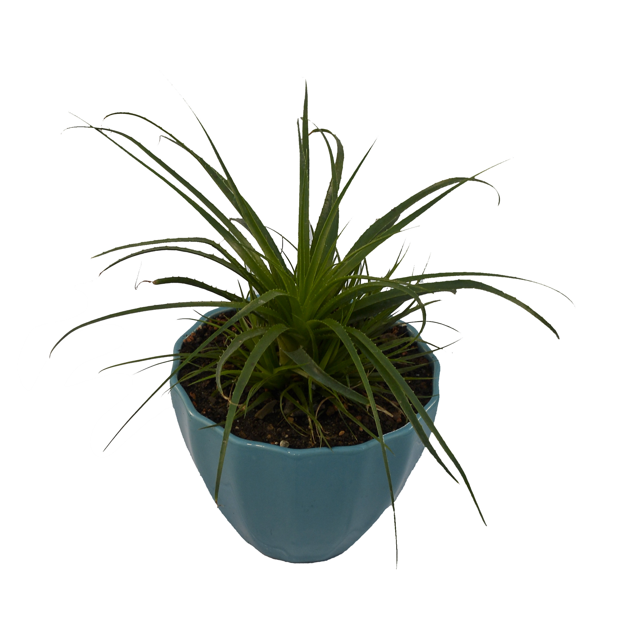 گیاه طبیعی هچیتا مدل آگاو لیندا گیاه طبیعی هچیتا مدل آگاو لیندا