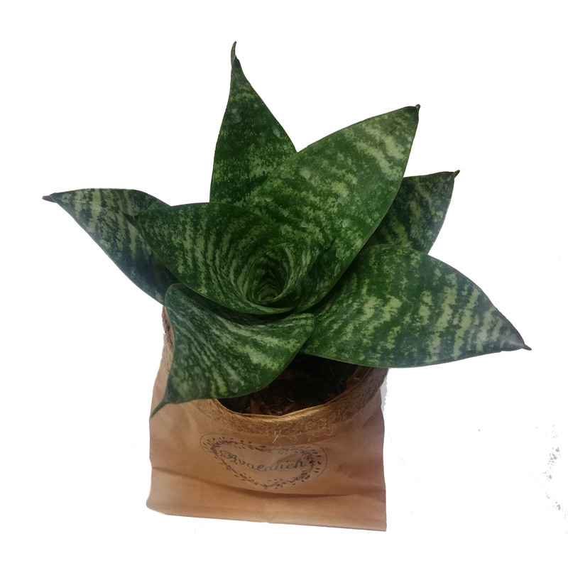 گیاه طبیعی سانسوریا مینیاتور سبز کد P.A.012