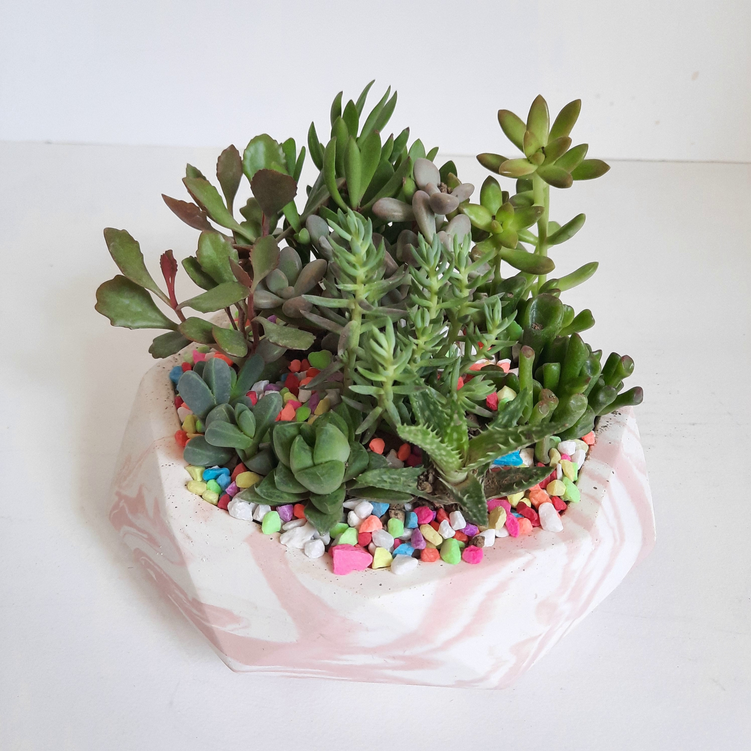 گیاه طبیعی دیش گاردن ساکولنت کد 02 گیاه طبیعی دیش گاردن ساکولنت کد 02