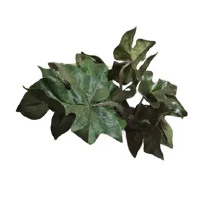 گیاه تزیینی آکواریوم مدل آرالیا