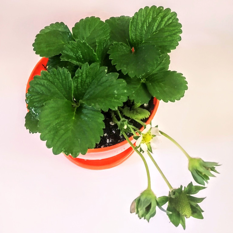 گیاه طبیعی توت فرنگی مدل C-26