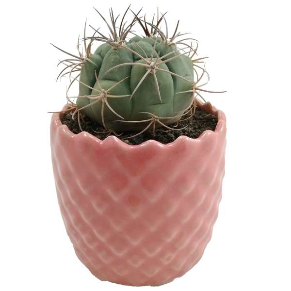 گیاه طبیعی ژمینو بروچی کد 03 GM