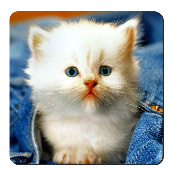  زیر لیوانی طرح بچه گربه کد nzl644