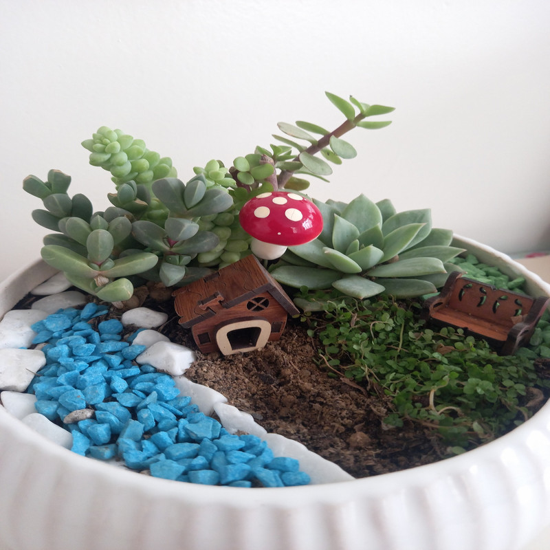 گیاه طبیعی کاکتوس مدل 01 گیاه طبیعی کاکتوس مدل 01