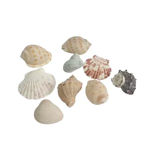 صدف تزیینی آکواریوم کد 7030 مجموعه 9 عددی