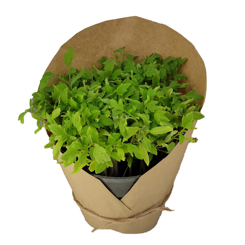 گیاه طبیعی نشا گوجه فرنگی کد yt44 گیاه طبیعی نشا گوجه فرنگی کد yt44
