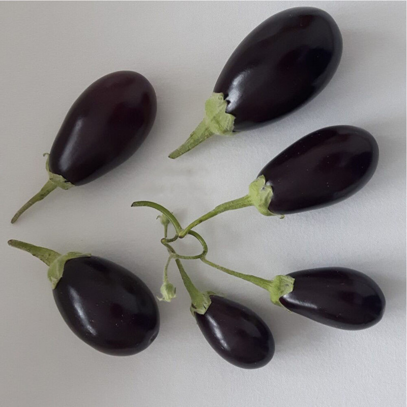 بذر بیبی بادمجان  مدل GL15