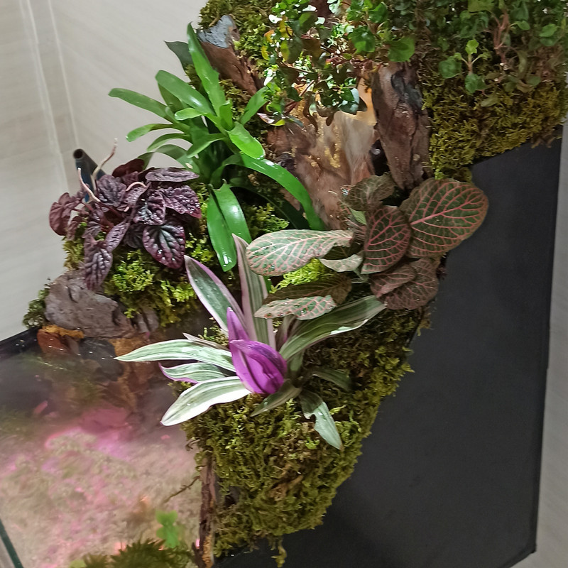 گیاه طبیعی مدل پالوداریوم نیاگارا گیاه طبیعی مدل پالوداریوم نیاگارا