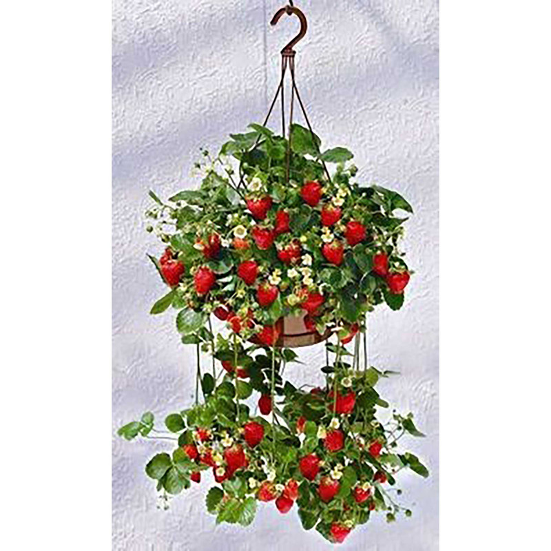 بذر توت فرنگی گاویتا فصل سبز کد FSSEED-034