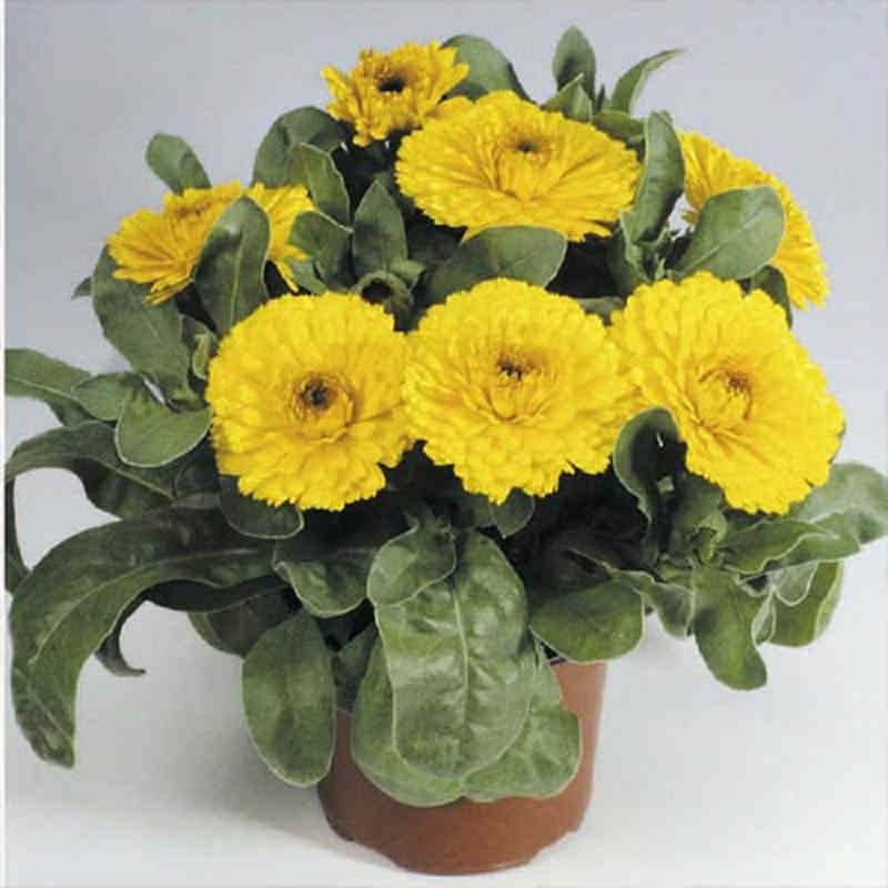 بذر گل همیشه بهار پا کوتاه زرد جی پی سید مدل GP27786