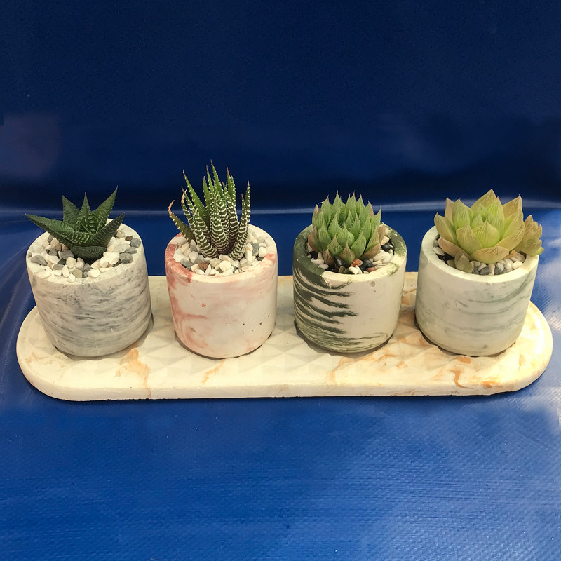 گیاه طبیعی کاکتوس هاوارتیا مدل pk-h6 مجموعه 4 عددی