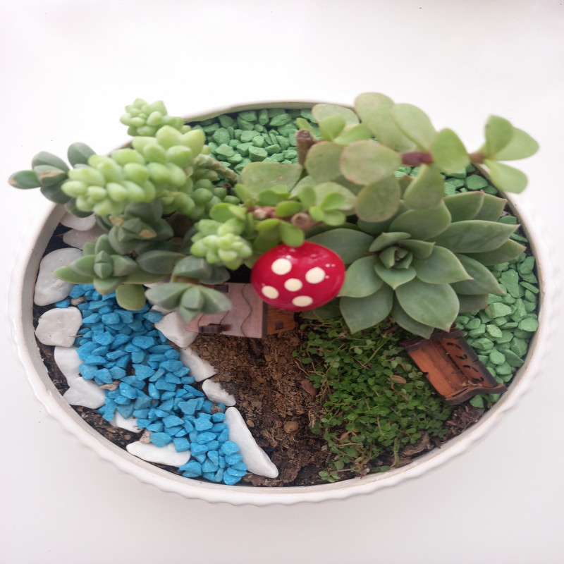 گیاه طبیعی کاکتوس مدل 01 گیاه طبیعی کاکتوس مدل 01