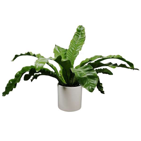 گیاه طبیعی آسپلنیوم مدل 01 گیاه طبیعی آسپلنیوم مدل 01