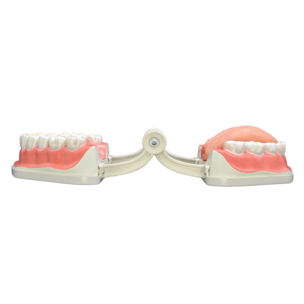 بازی آموزشی مولاژ دندان انسان مدل Dentalcare2 -  - 3