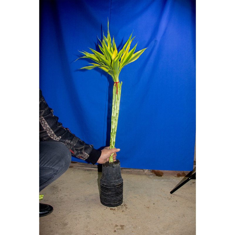 گیاه طبیعی بامبو مدل رومیزی ابلق کد 91