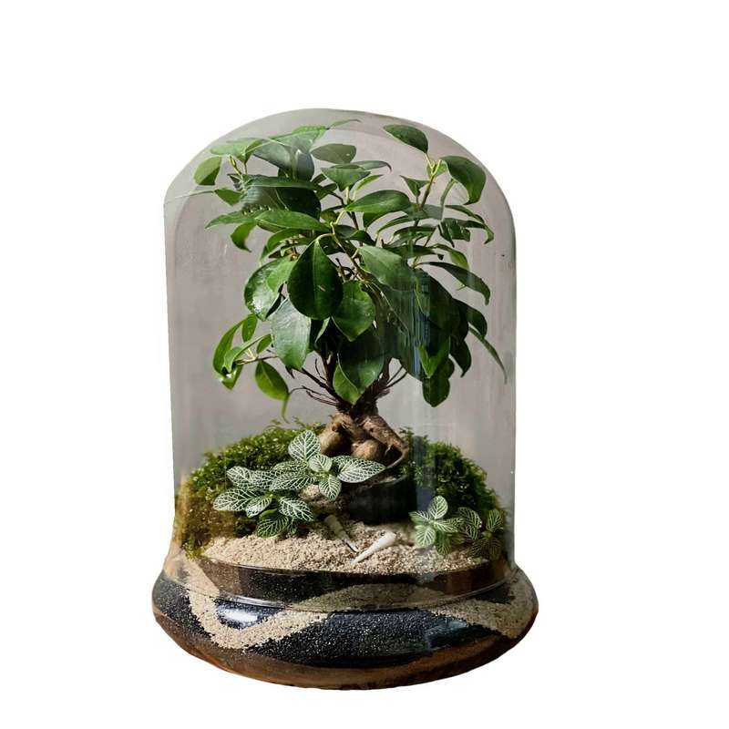 تراریوم بنسای فیکوس رتوزا کد 20