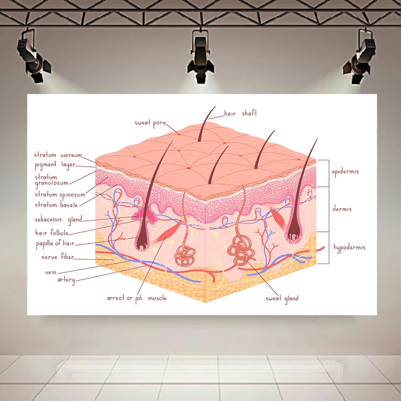 تابلو بوم طرح مخمل پوست مدل لایه های پوست کد AR305126