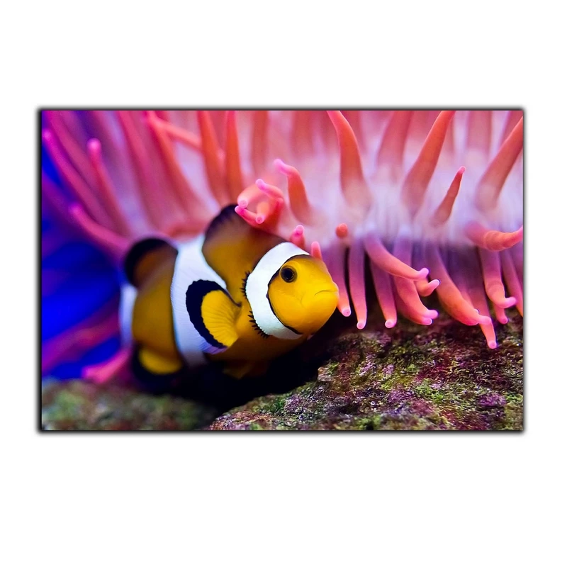 تابلو شاسی بکلیت طرح اقیانوس دلقک ماهی مدل SH-7482