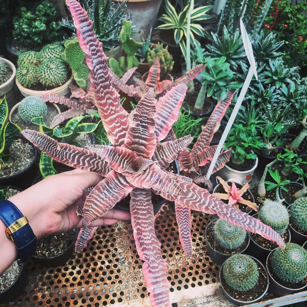 گیاه طبیعی کریپتانتوس مدل sh-2021