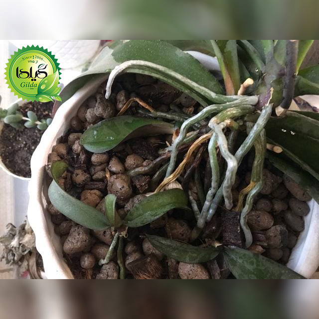 خاک ارکیده گیلدا مدل CC4 حجم 4 لیتر