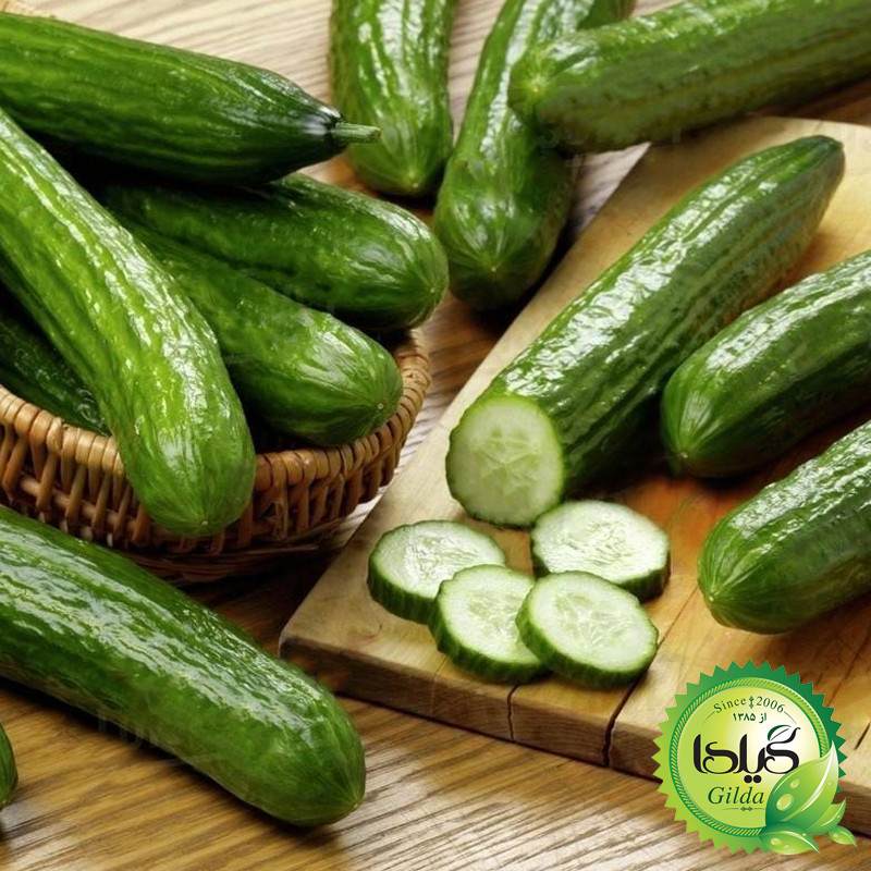 بذر خیار بوته ای گیلدا کد 643