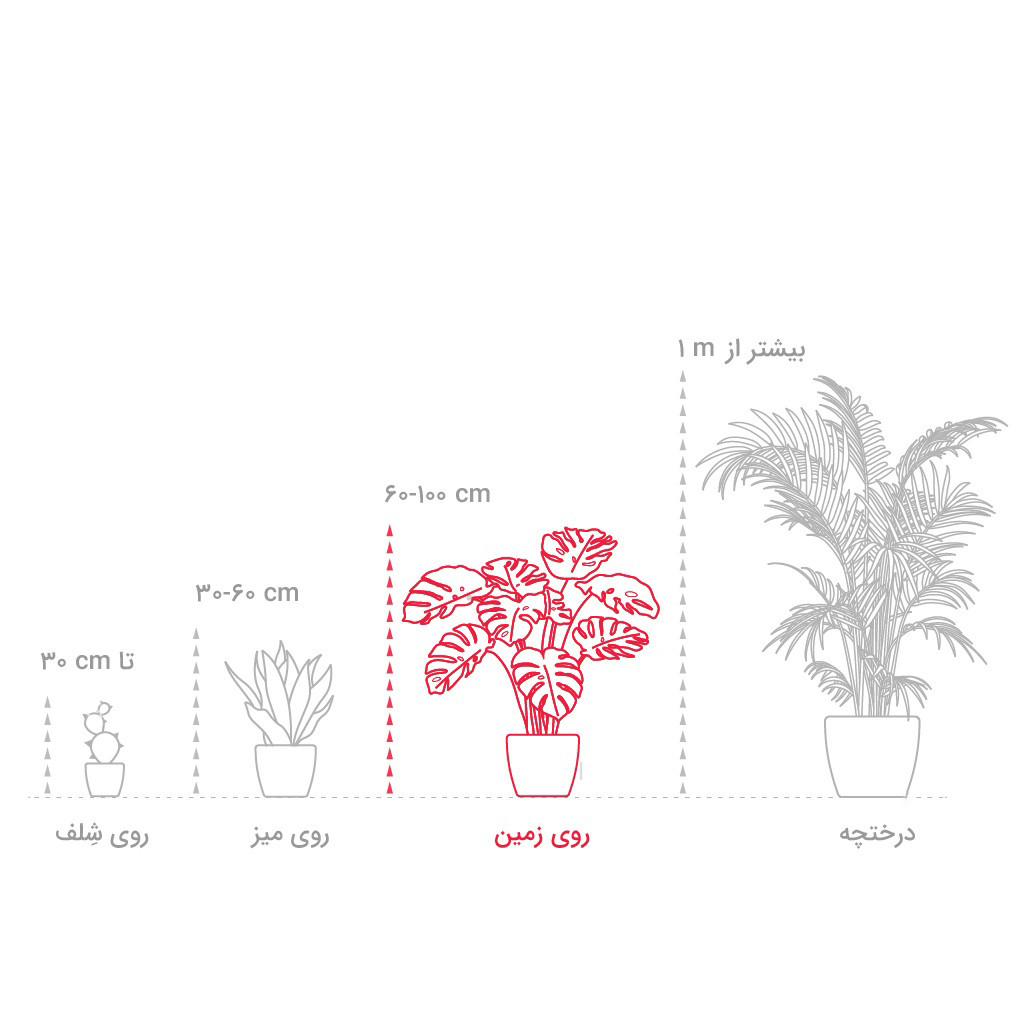 گیاه طبیعی کروتون پنجه کلاغی گلیتال مدل GTL140